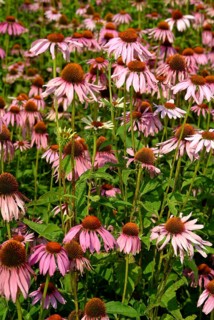 Purple coneflower
