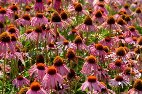 Purple coneflower