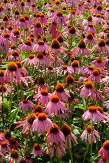 Purple coneflower