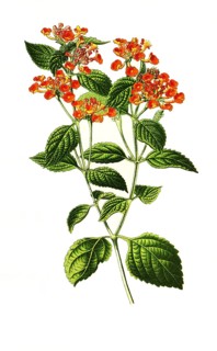 Lantana Camara