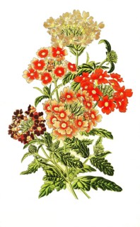Verbena hybrida