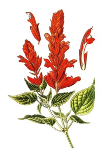 Scarlet Sage