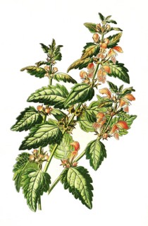 Spotted henbit