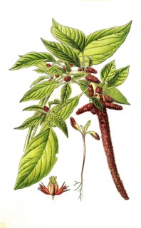 Amarantus caudatus