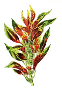 Tricolour