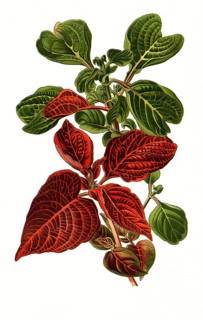 Iresine herbstii va acuminata