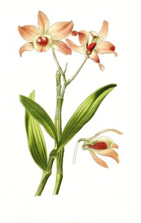 Dendrobium nobile