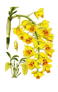 Dendrobium farmeri var aureoflavum