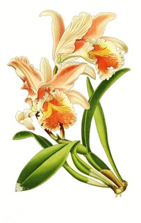 Cattleya mossiae