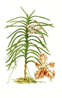 Vanda tricolor