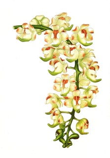 Aerides lawrenceae