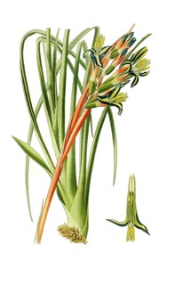 Billbergia nutans
