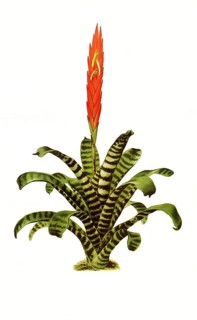 Splendens