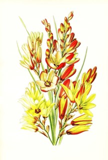 Ixia maculata