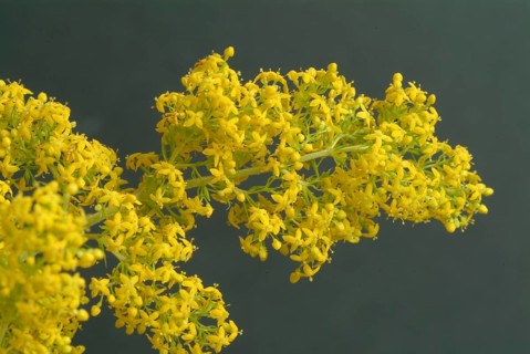 Common bedstraw