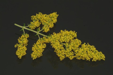 Common bedstraw