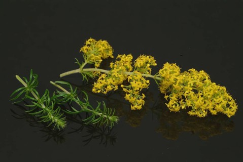 Common bedstraw