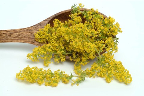Common bedstraw