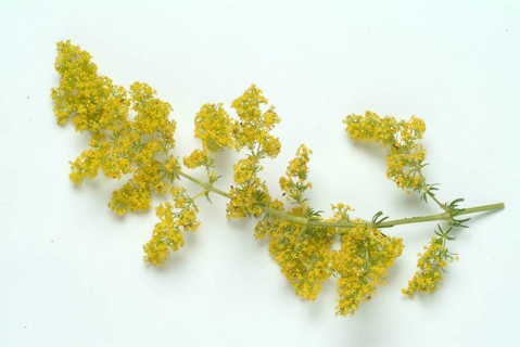 Common bedstraw