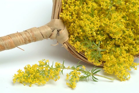 Common bedstraw