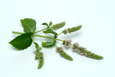 Horse mint