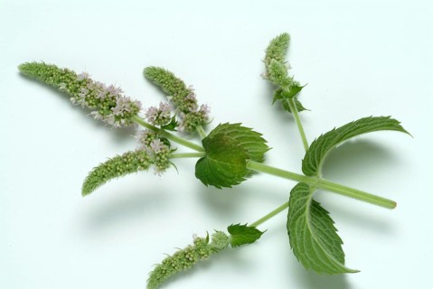 Horse mint