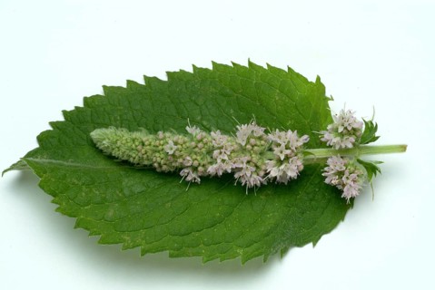 Horse mint