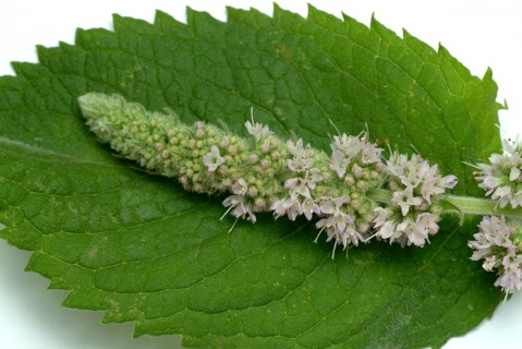 Horse mint