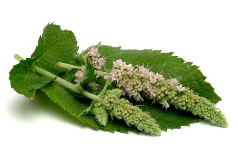 Horse mint