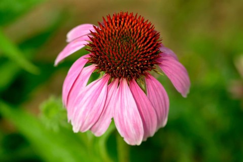 Purple coneflower