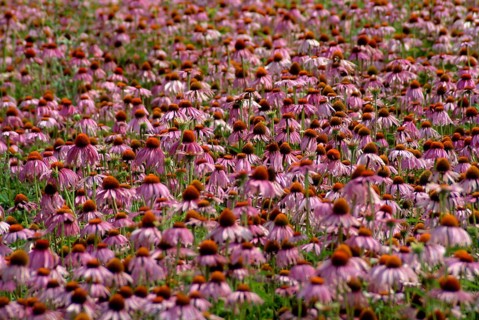Purple coneflower