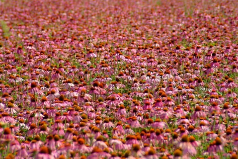 Purple coneflower