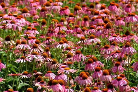 Purple coneflower