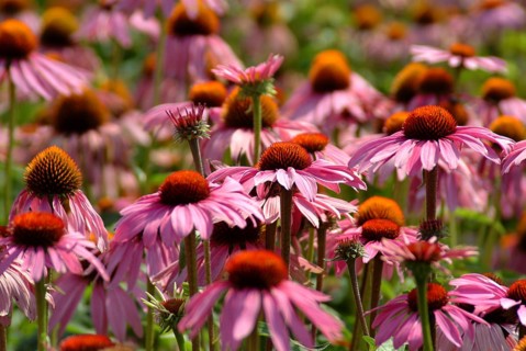 Purple coneflower