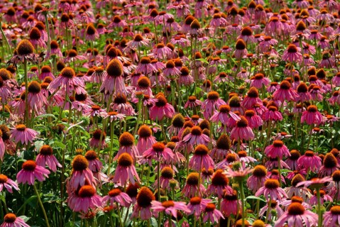 Purple coneflower