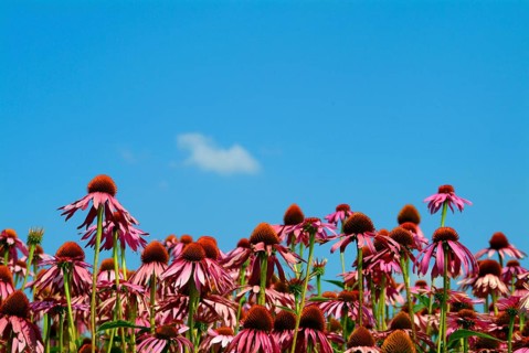Purple coneflower