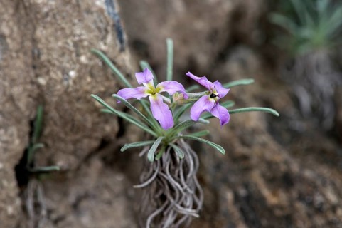 Valais Levkoje