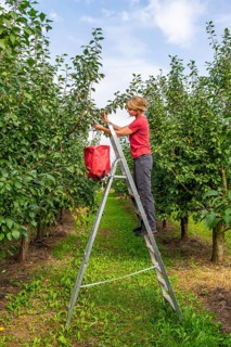 Woman picking ripe plums