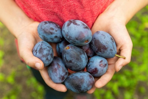 Children's hands holding ripe plums