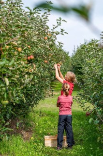 Woman with girl picking apples by herself