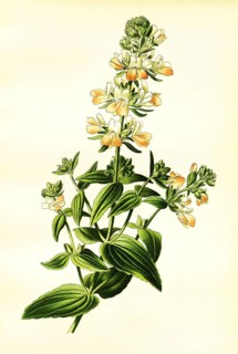 Collinsia bicolor
