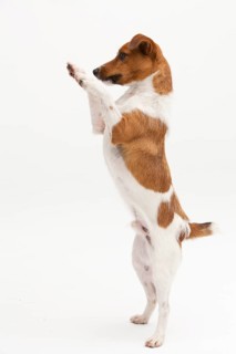 A Jack Russel Terrier performing different postures