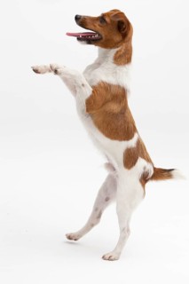 A Jack Russel Terrier performing different postures