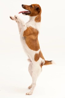 A Jack Russel Terrier performing different postures