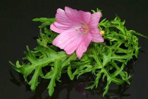 Musk mallow