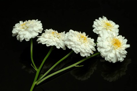 Roman chamomile