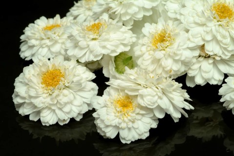 Roman chamomile