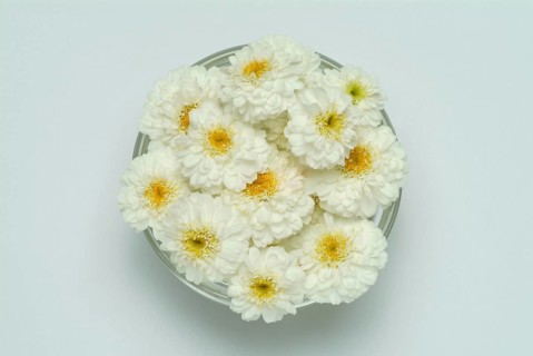Roman chamomile