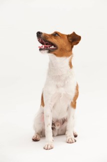 A Jack Russel Terrier performing different postures