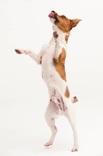 A Jack Russel Terrier performing different postures